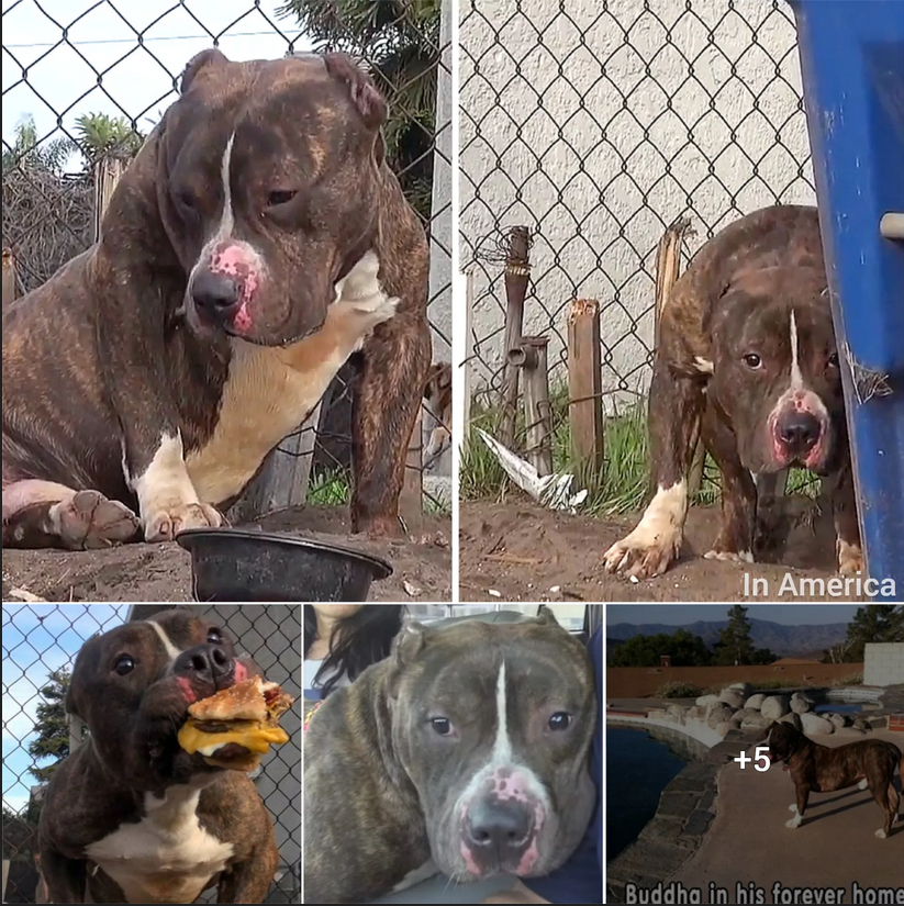 Kids Throw Rocks At This Friendly Pit Bull Who Was Just Looking To Be Loved